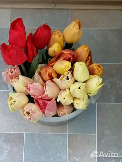 Луковицы тюльпанов