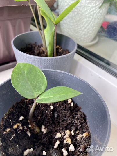 Замиокулькас, Фикусы, Алоэ и др комнатные растения