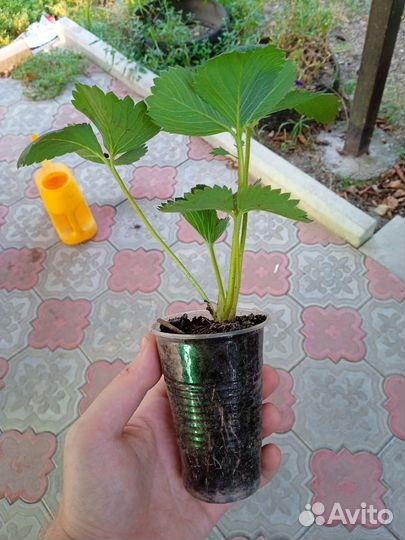 Рассада клубники