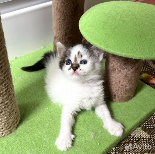 Котенок Клякса