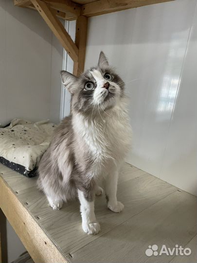 Голубоглазый кот из приюта