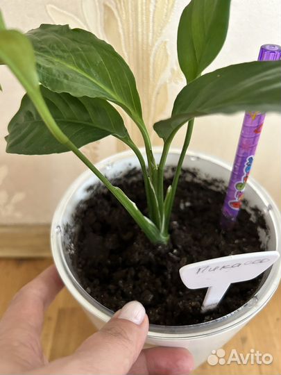 Спатифиллум picasso