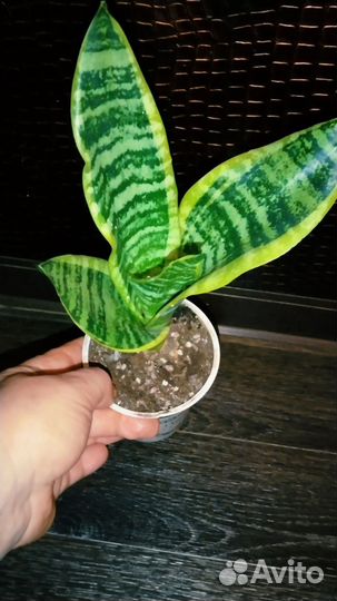 Сансевьерия иЭуфорбия