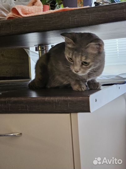 Кошка в дар бесплатно