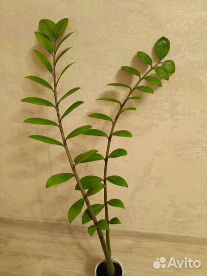 Замиокулькас и другие