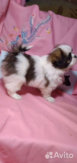 Собаки щенки мини