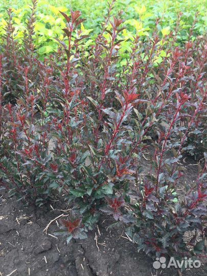 Пузыреплодники для живой изгороди