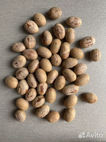 Ливистона семена