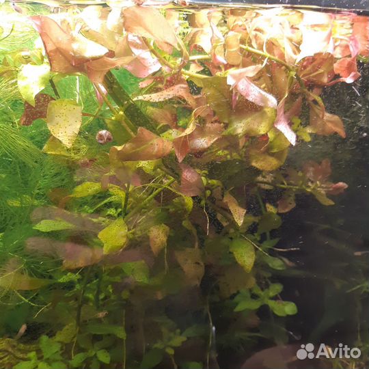 Аквариумные растения