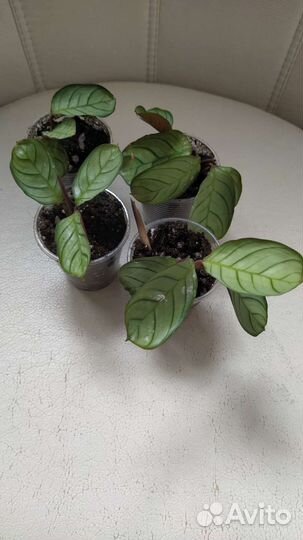 Комнатные растения