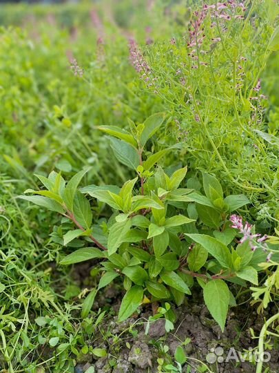 Гортензия метельчатая шугар раш