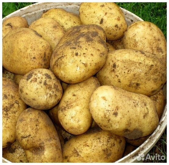 Картофель,яйца