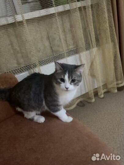 Кошки в добрые руки