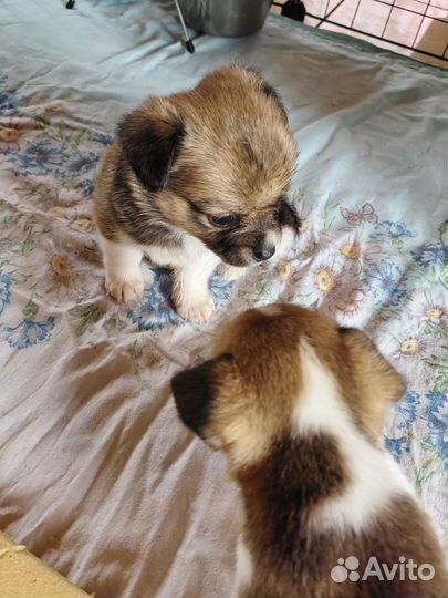 Щенки помесь