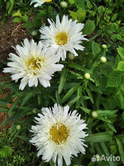 Нивяник Goldsmith,Goldrausch, Old Court Variety