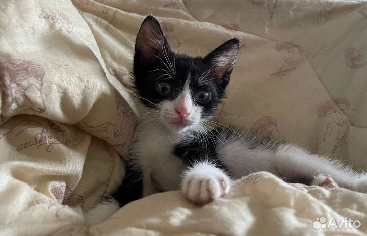 Шикарная девочка