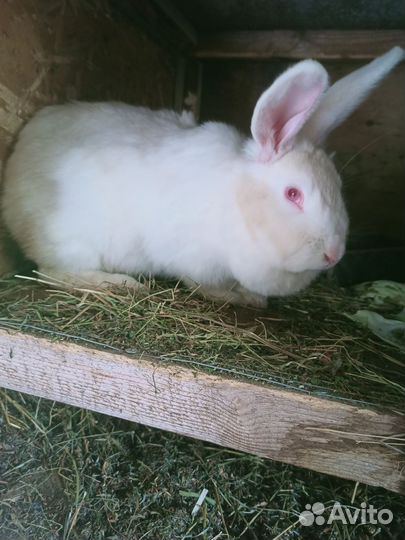 Кролики белый паннон