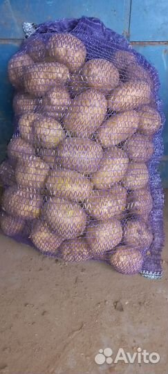 Картофель продовольственный