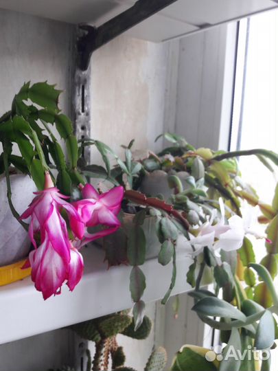 Комнатные цветы