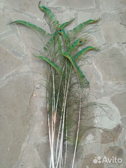 Павлиньи перья