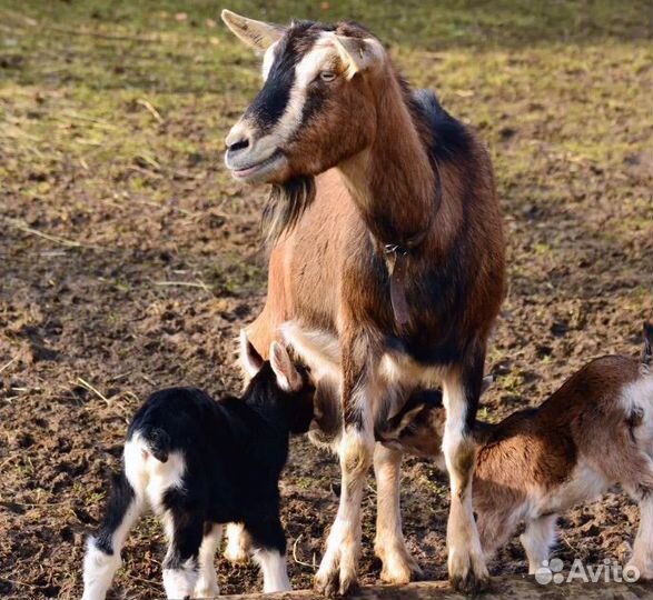 Коза дойная