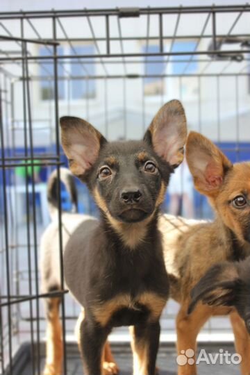 Щенки от маленькой собачки