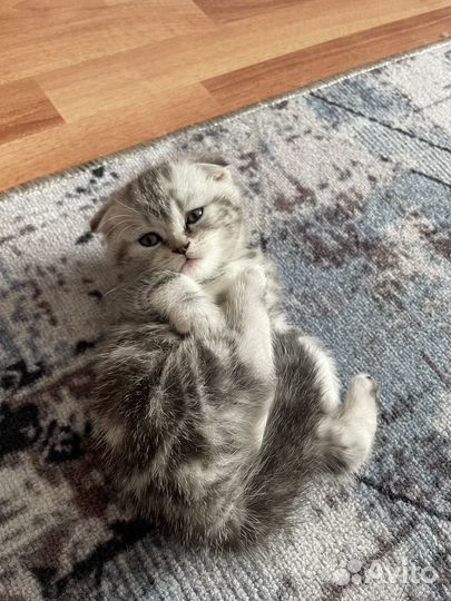 Шотландская