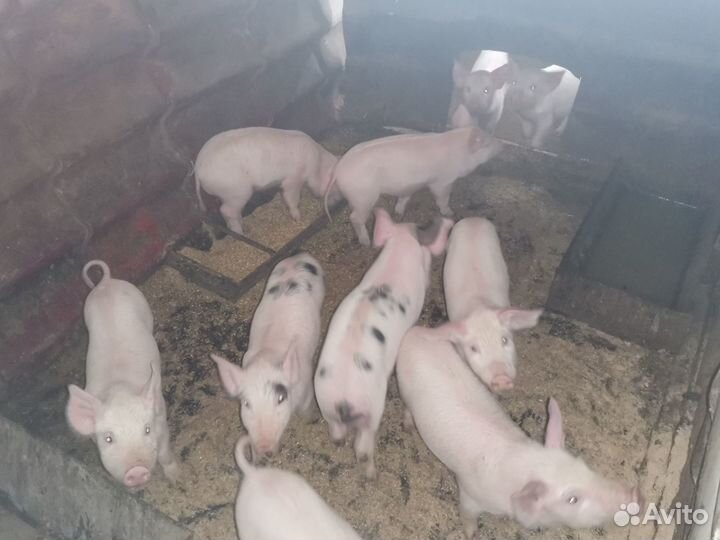 Продаю свиней для воспроизводства
