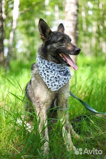 Собака-мечта из приюта