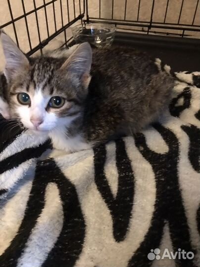 Котята в добрые руки даром