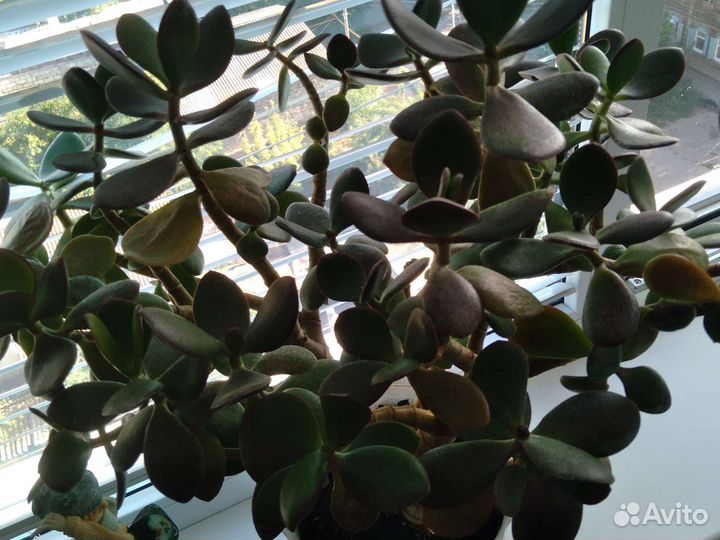 Крассула толстянка