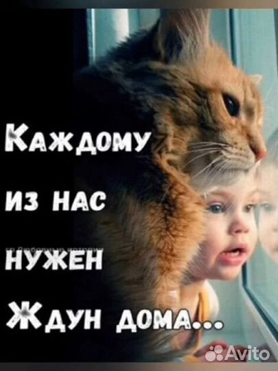 Котята в добрые руки бесплатно