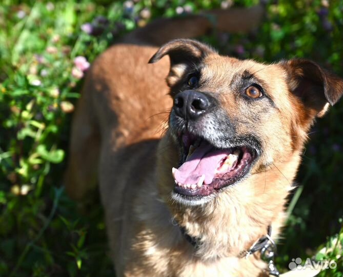 Собака в добрые руки из Приюта (Ринго)