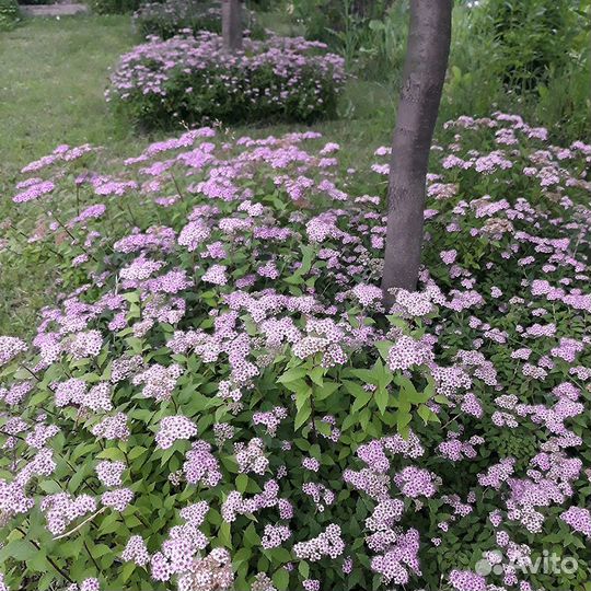 Цветущие кустарники