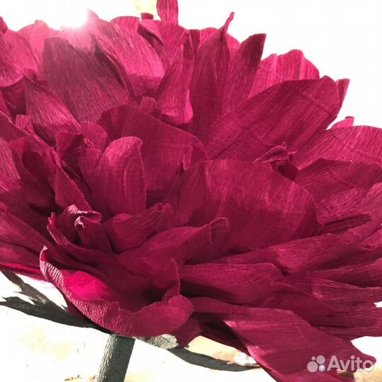 Пионы ростовые