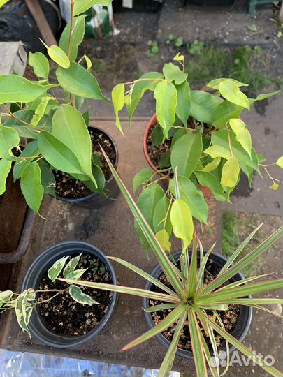 Фикус бенджамина пестролистный