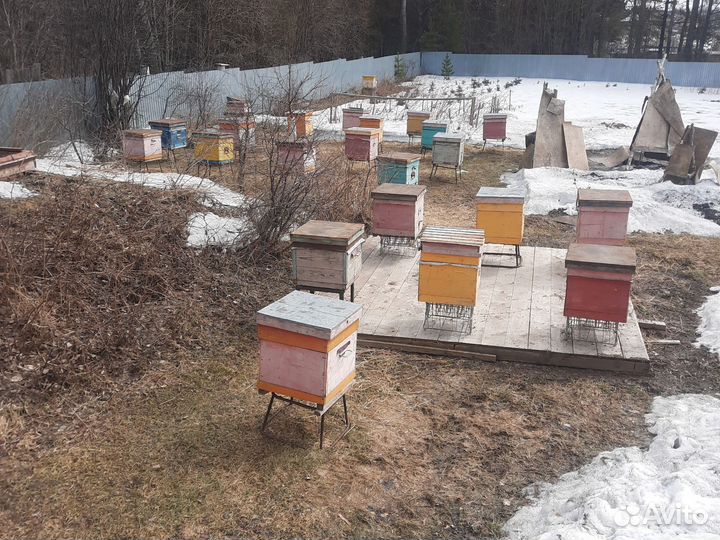 Продам пчелосемьи