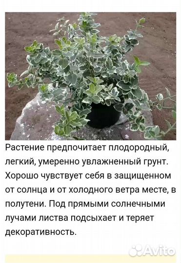 Бересклет форчуна