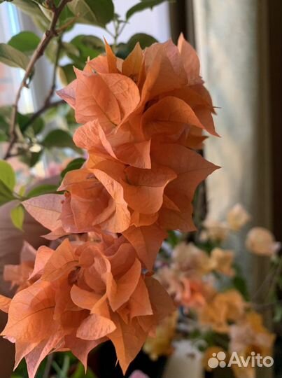 Бугенвиллея