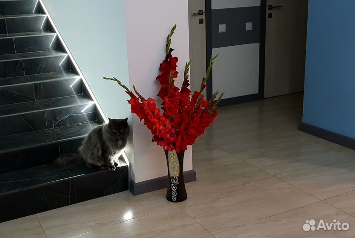 Гладиолусы букеты, срезка