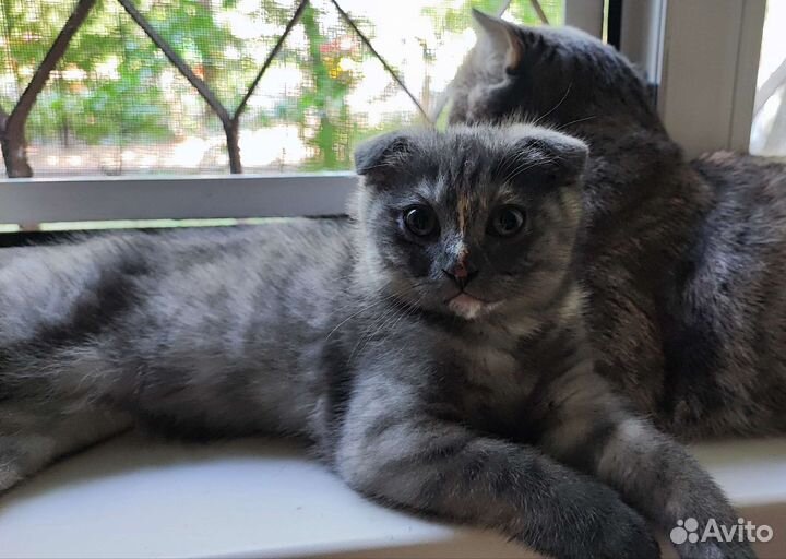 Шотландская вислоухая