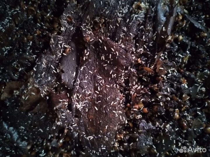 Коллембола, мокрицы, слизни