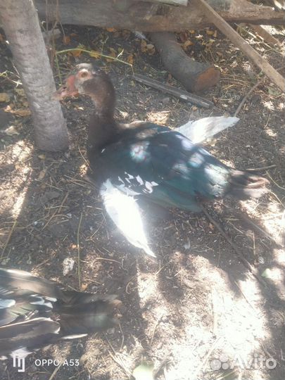 Куры молодки