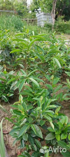 Лавровишня саженцы