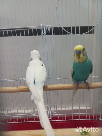 Волнистый попугай пара с клеткой