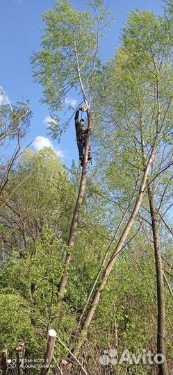 Спил деревьев