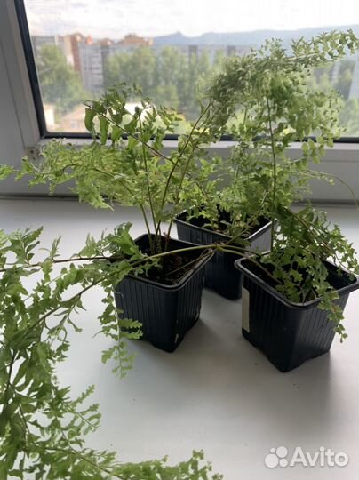 Комнатные растения