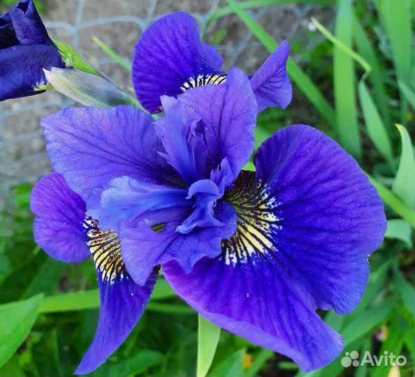 Лилия, Ирис, Лилейник, Дороникум