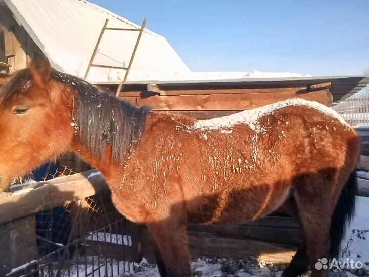 Жеребец. Кобылы