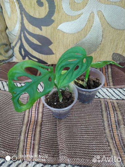 Монстера,ктенанта,аглаонема
